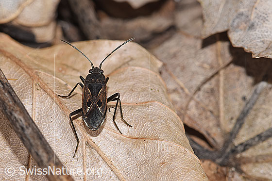 Photo: Rhyparochromus pini. Length 6.8 - 8.1mm. View from above.