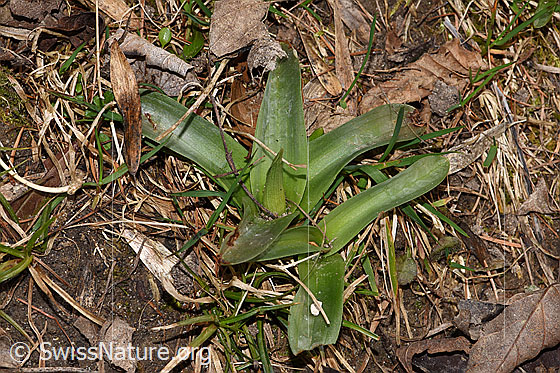 Photo: Orchis mascula. Sprout. Width = 6cm.