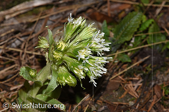 Photo: Petasites albus. Inflorescence.