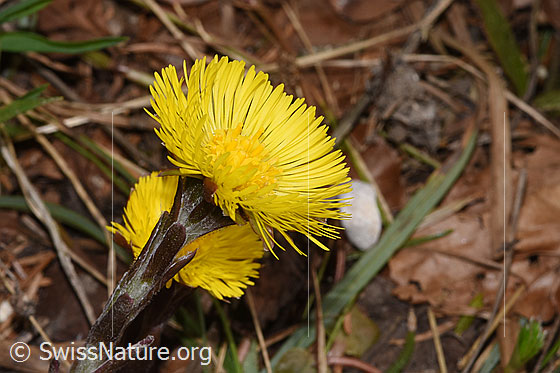 Photo: Tussilago farfara. Blossom.
