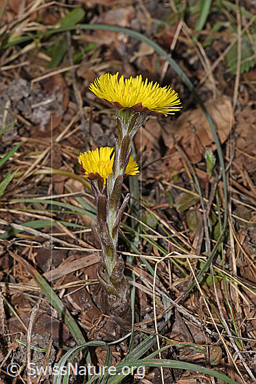 Photo: Tussilago farfara. Whole plant (habits). Height = 10cm.