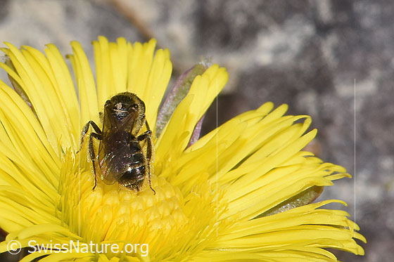 Photo: Lasioglossum calceatum on Tussilago farfara. Length 9mm. Female. View from behind top.