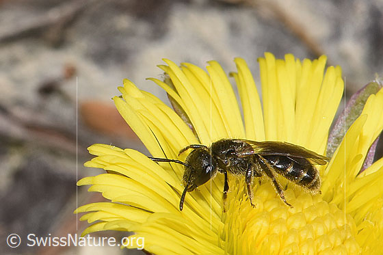 Photo: Lasioglossum calceatum on Tussilago farfara. Length 9mm. Female. View from side front.