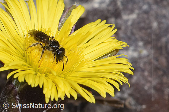 Photo: Lasioglossum calceatum on Tussilago farfara. Length 9mm. Female. View from the front top side.