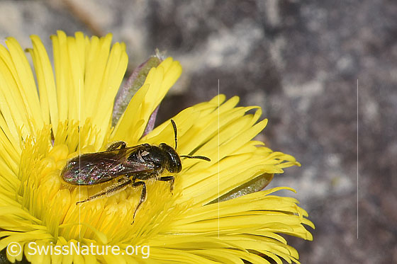 Photo: Lasioglossum calceatum on Tussilago farfara. Length 9mm. Female. View from diagonally above.