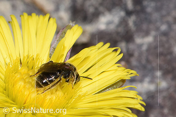 Photo: Lasioglossum calceatum on Tussilago farfara. Length 9mm. Female. View from behind top.