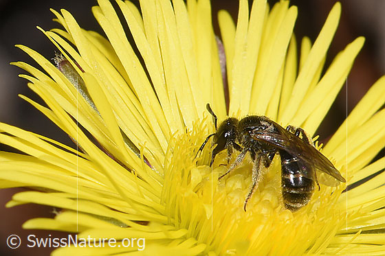 Photo: Lasioglossum calceatum on Tussilago farfara. Length 9mm. Female. View from the side above.