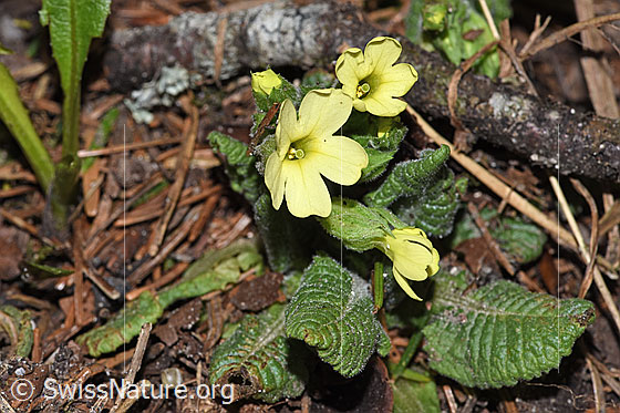 Photo: Primula elatior. Whole plant (habit). Height = 4cm.