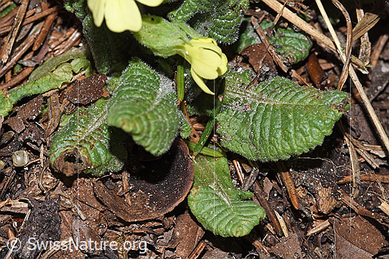Photo: Primula elatior. Leaves. Leaf top.