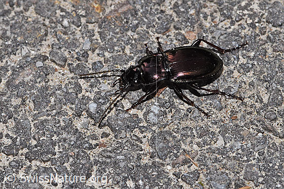 Photo: Probably Pterostichus burmeisteri. Length 14mm. View from above.