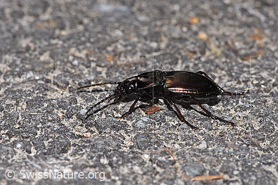Photo: Probably Pterostichus burmeisteri. Length 14mm. View from the side.