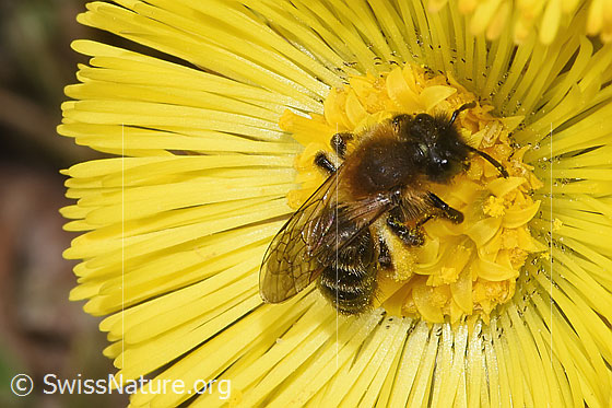 Photo: Andrena bicolor on Tussilago farfara. Length 9mm. Female. View from above.