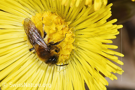 Photo: Andrena bicolor on Tussilago farfara. Length 9mm. Female. View from above.