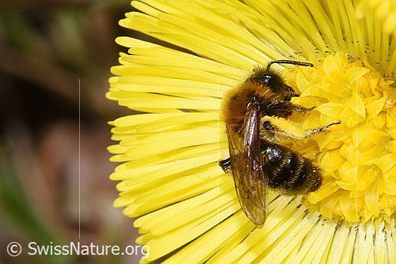 Foto: Zweifarbige Sandbiene (Andrena bicolor) auf Huflattich (Tussilago farfara). Länge 9mm. Weibchen. Ansicht von seitlich oben.