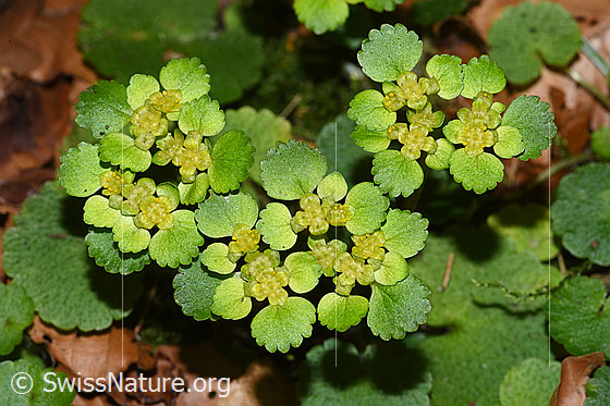 Photo: Chrysosplenium alternifolium. Blossoms. Plant height = 6.5 cm.