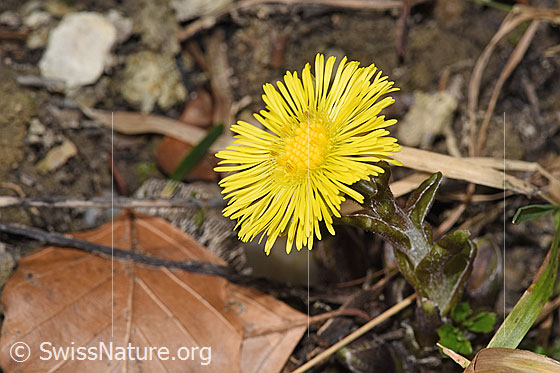 Photo: Tussilago farfara. Blossom.