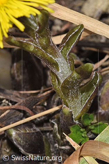 Photo: Tussilago farfara. Stem and stem leaves.