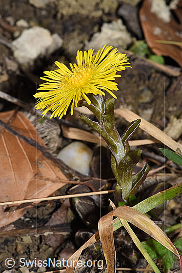 Photo: Tussilago farfara. Whole plant (habit). Height = 7cm.