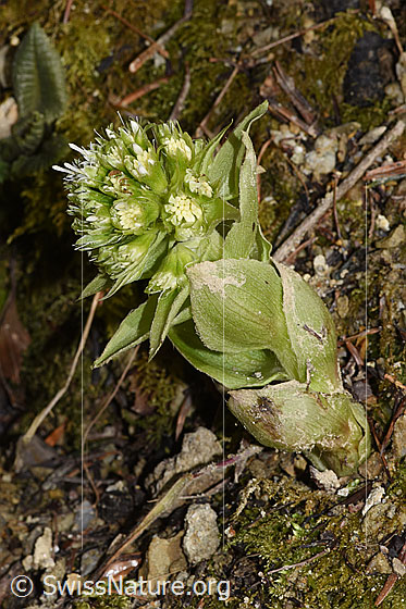 Photo: Petasites albus. Whole plant (habit). Height = 9cm.