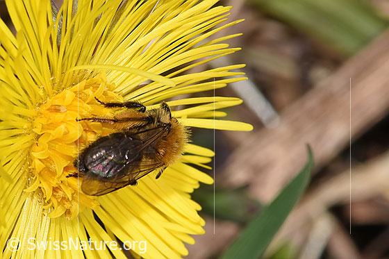 Photo: Andrena bicolor on Tussilago farfara. Length 9mm. Female. View from behind top.