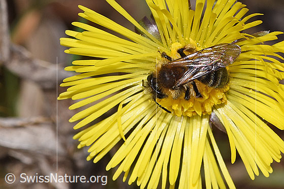 Photo: Andrena bicolor on Tussilago farfara. Length 9mm. Female. View from above.