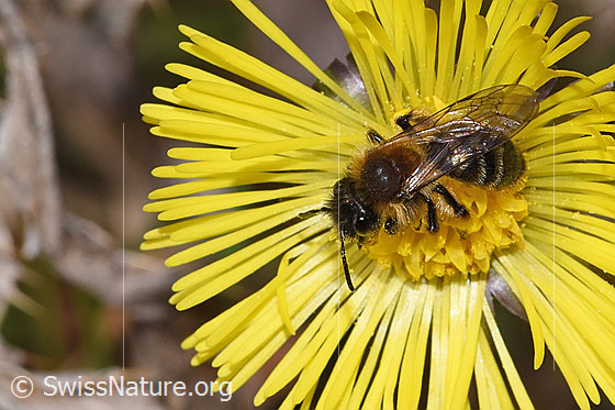 Photo: Andrena bicolor on Tussilago farfara. Length 9mm. Female. View from top front.