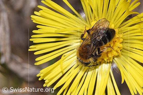 Photo: Andrena bicolor on Tussilago farfara. Length 9mm. Female. View from above.