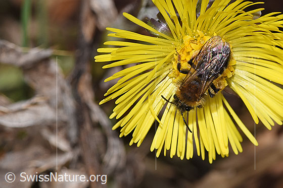 Photo: Andrena bicolor on Tussilago farfara. Length 9mm. Female. View from above.