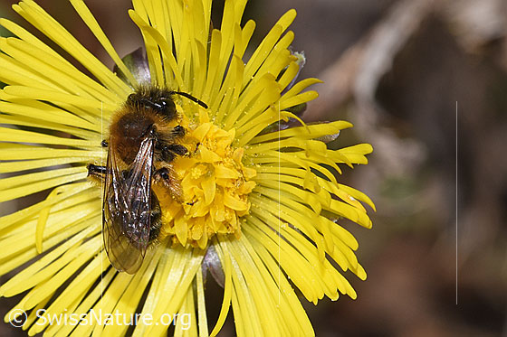 Photo: Andrena bicolor on Tussilago farfara. Length 9mm. Female. View from diagonally above.