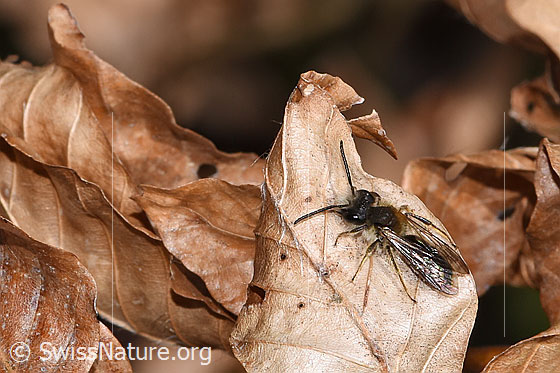 Photo: Andrena haemorrhoa. Length 10mm. Male. View from diagonally above.