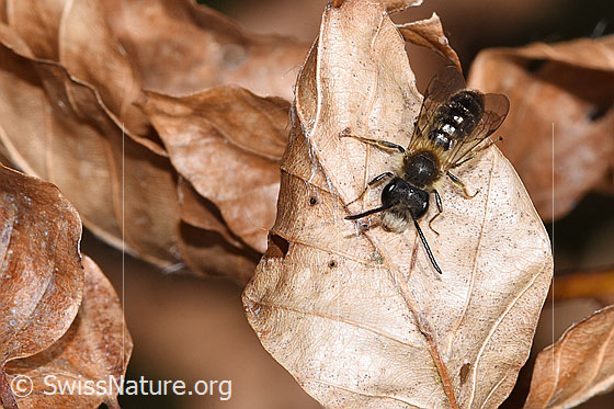 Photo: Andrena haemorrhoa. Length 10mm. Male. View from top front.