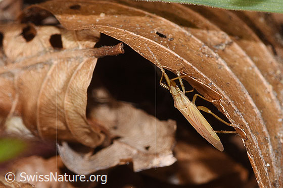 Photo: Stenodema laevigata. Length 7.6 - 9.2mm. View from diagonally above.