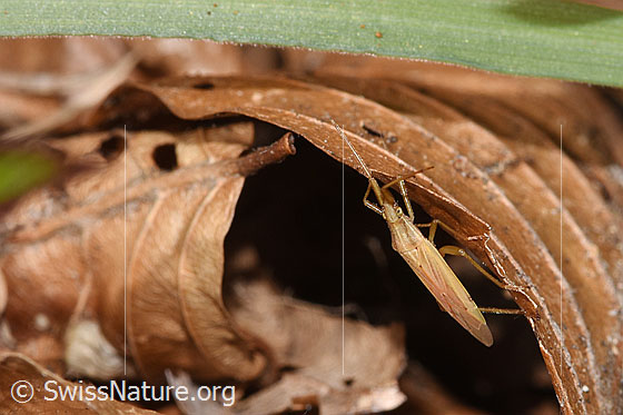Photo: Stenodema laevigata. Length 7.6 - 9.2mm. View from diagonally above.