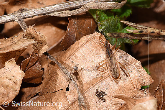 Photo: Nabis rugosus. Length 6 - 7.8mm. View from above.