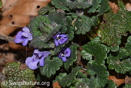 Photo: Glechoma hederacea. Blossoms. View from the front and from the side.