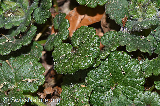 Photo: Glechoma hederacea. Leaves.