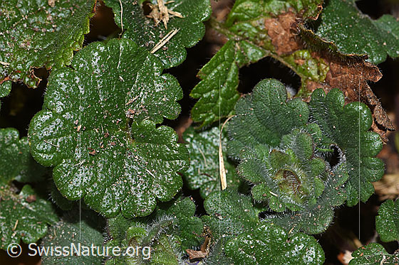 Photo: Glechoma hederacea. Leaves.