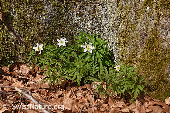 Photo: Anemone nemorosa. Whole plant (habit).