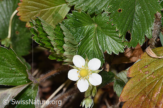 Photo: Fragaria vesca. Blossom and leaves. Plant height = 8cm.