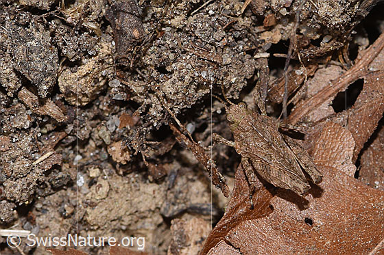 Photo: Probably Tetrix undulata. Length 6mm. Nymph. View from above.