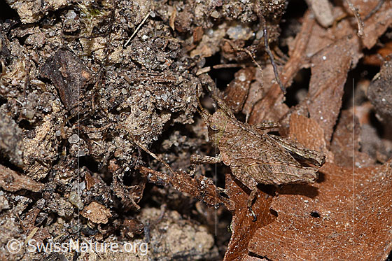 Photo: Probably Tetrix undulata. Length 6mm. Nymph. View from diagonally above.