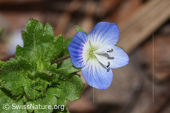 Photo: Veronica persica. Blossom.