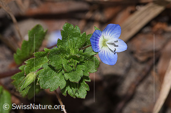 Photo: Veronica persica. Blossom and leaves.