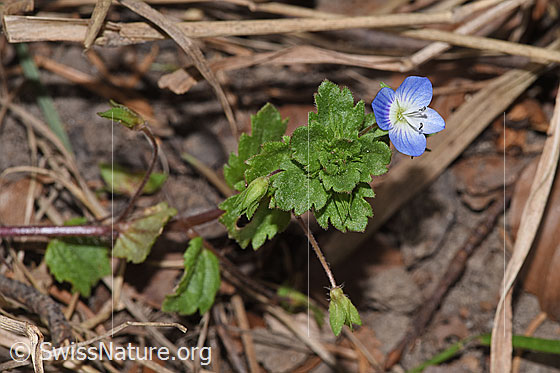 Photo: Veronica persica. Whole plant (habit). Height = 7cm.