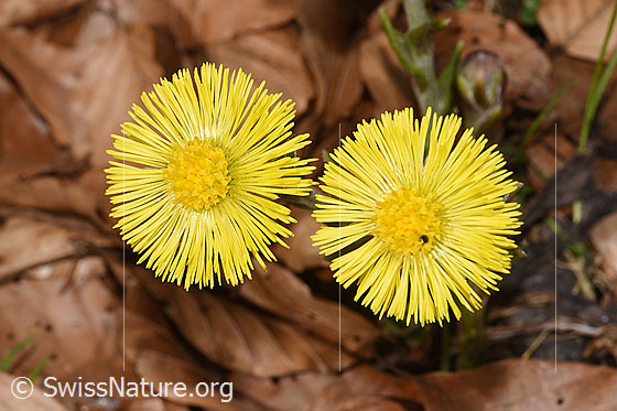 Photo: Tussilago farfara. Blossoms. Plant height = 15 cm.