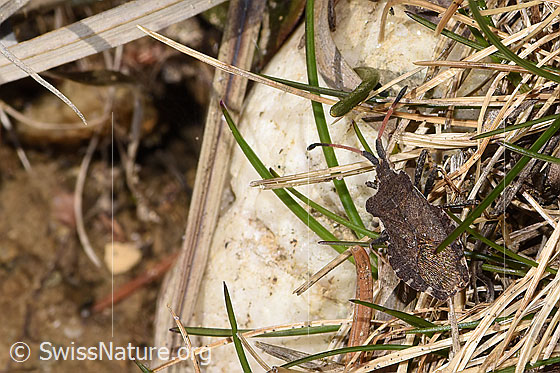Photo: Enoplops scapha. View from the side above.
