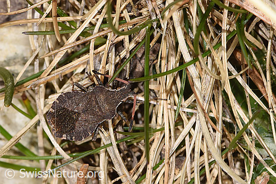 Photo: Enoplops scapha. Length = 12mm. View from above.