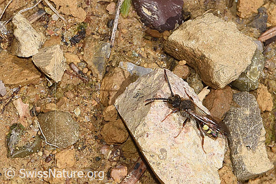 Photo: Probably Nomada panzeri. Length 7 - 10mm. Male. View from diagonally above.