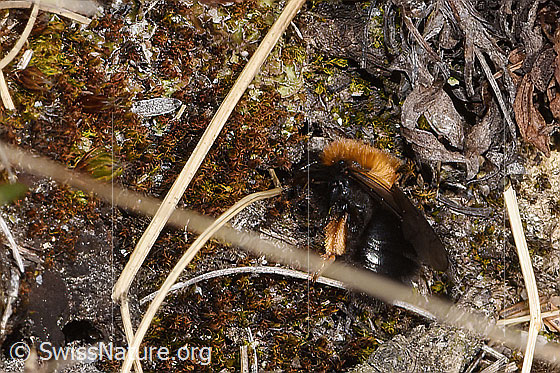 Photo: Andrena bicolor. Length 9 - 11mm. Female. View from the side.