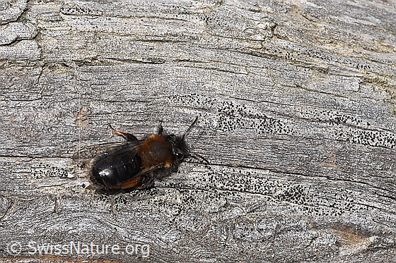 Photo: Andrena bicolor. Length 9 - 11mm. Female. View from above.